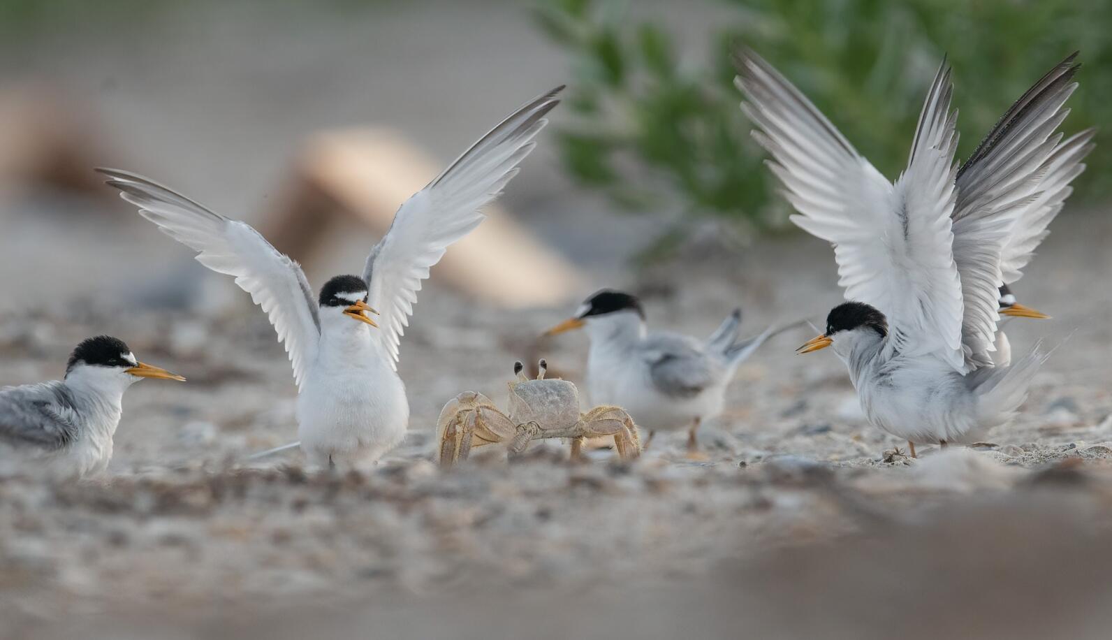 Terns fend off a ghost crab.