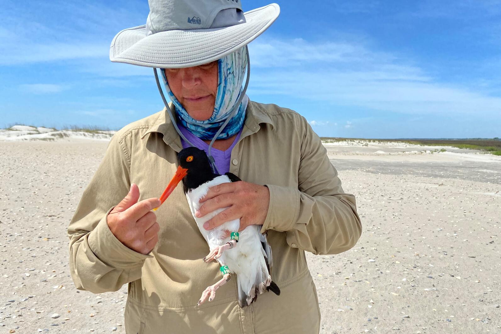 American Oystercatcher data logger research.