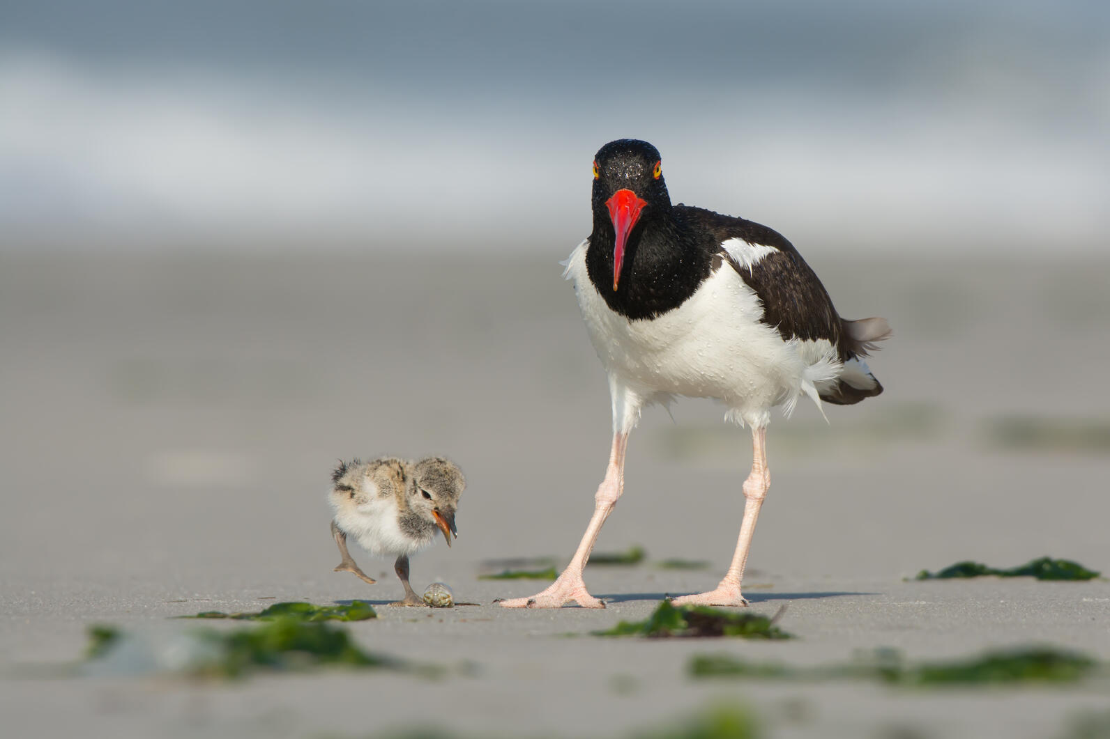 Oystercatchers forage on a beach.