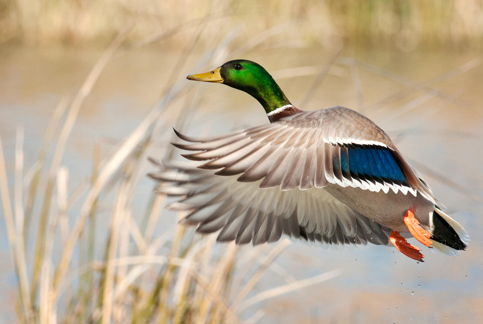 Mallard. Mallard.
