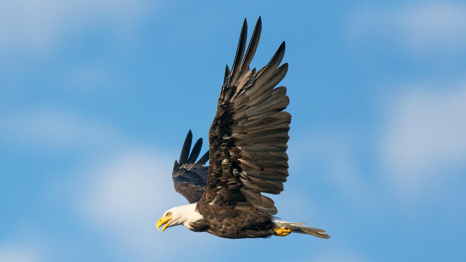 Bald Eagle. Bald Eagle.