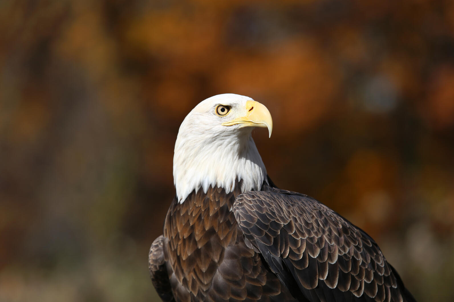 Bald Eagle. Bald Eagle.