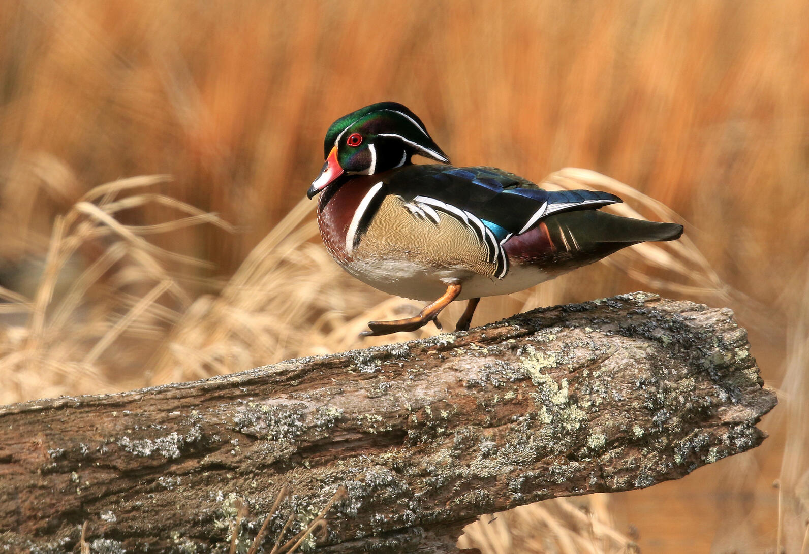 Wood Duck.