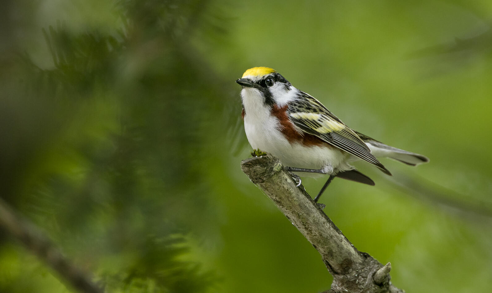 Chestnut-sided Warbler. Chestnut-sided Warbler.