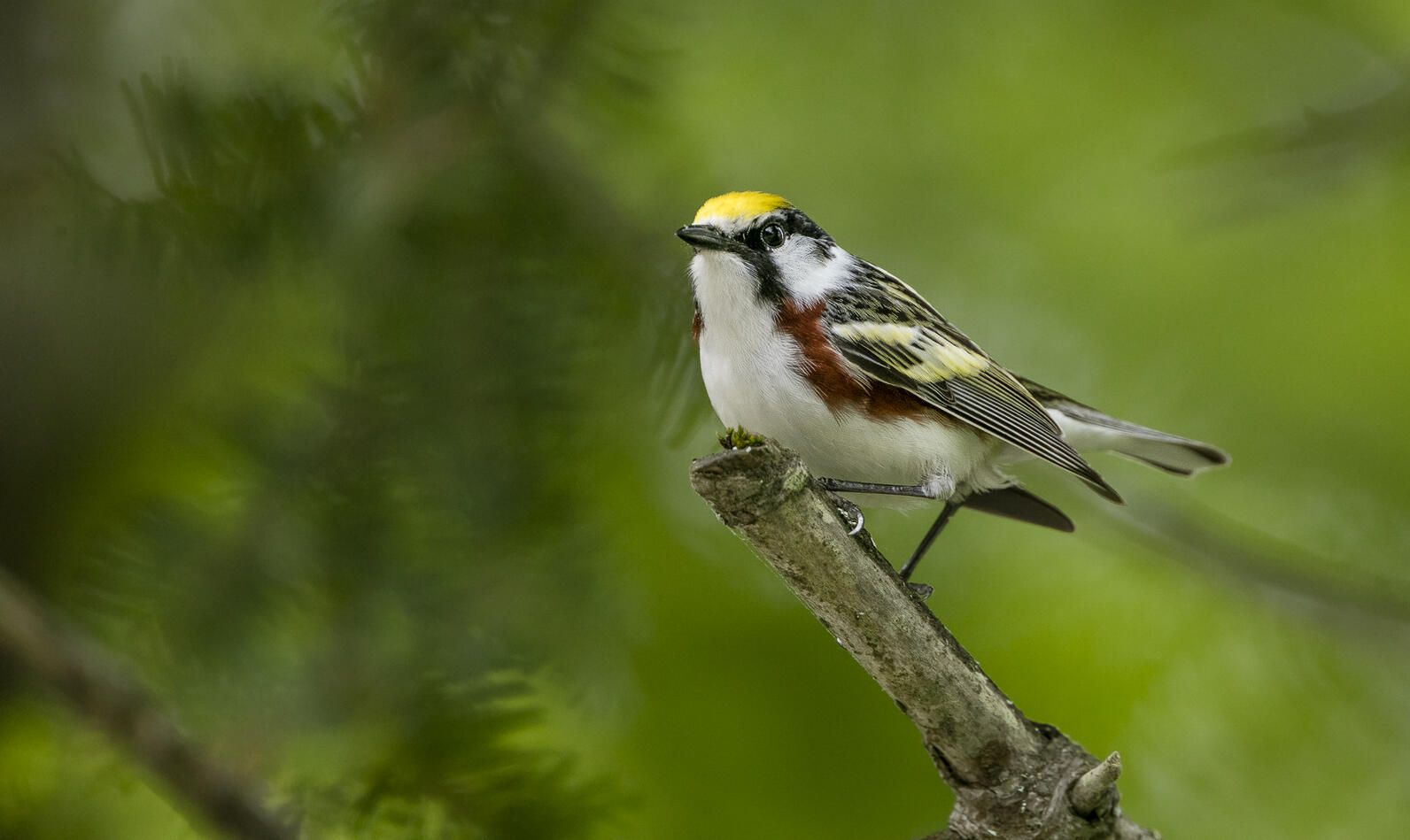 Chestnut-sided Warbler.