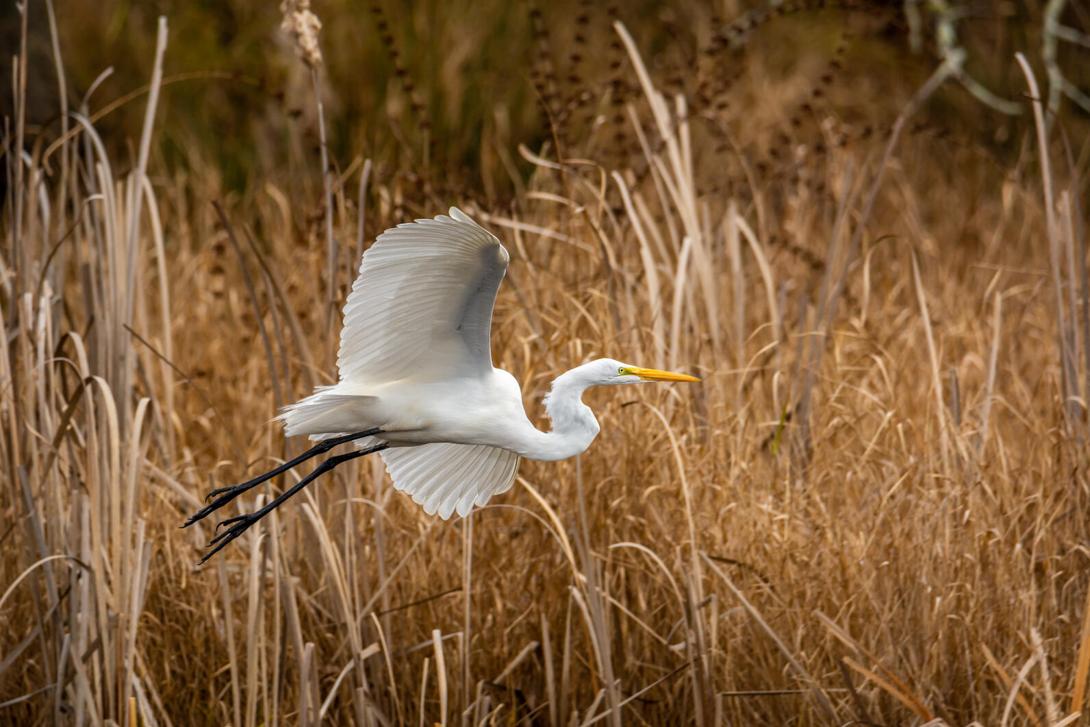 Great Egret. Great Egret.