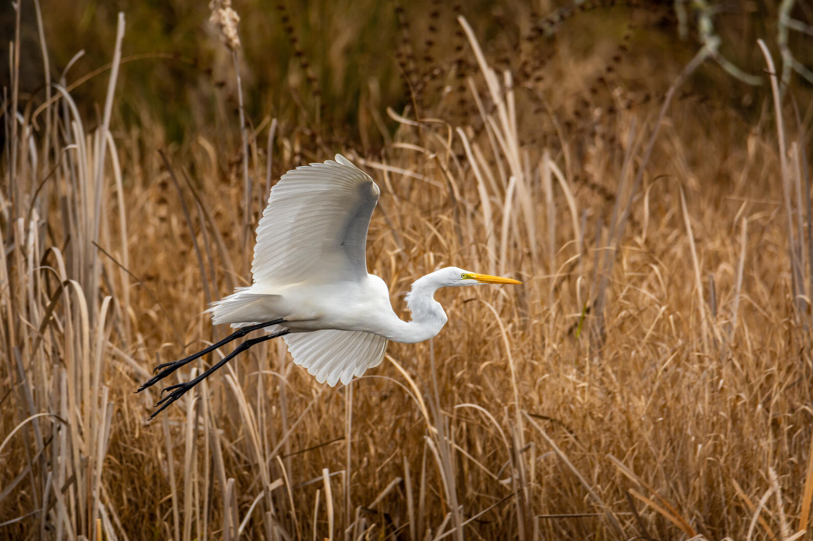 Great Egret.