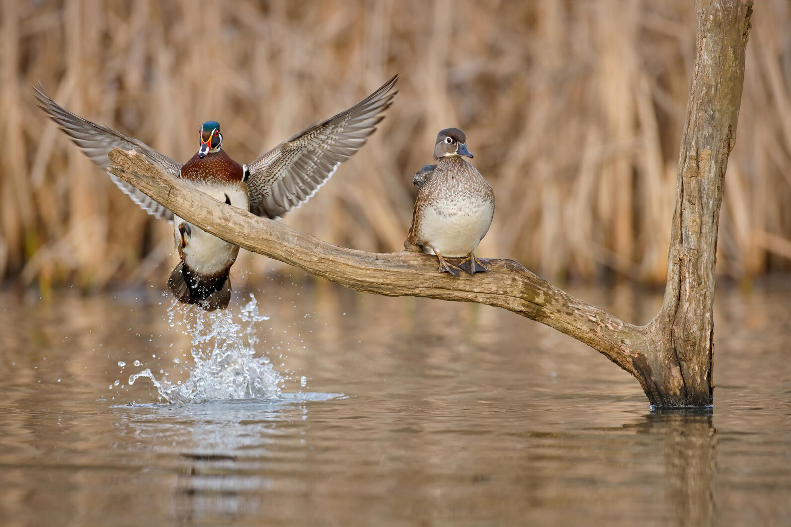 Audubon's Pine Island Sanctuary provides critical habitat for Wood Ducks and nearly 200 species of birds Wood Duck.