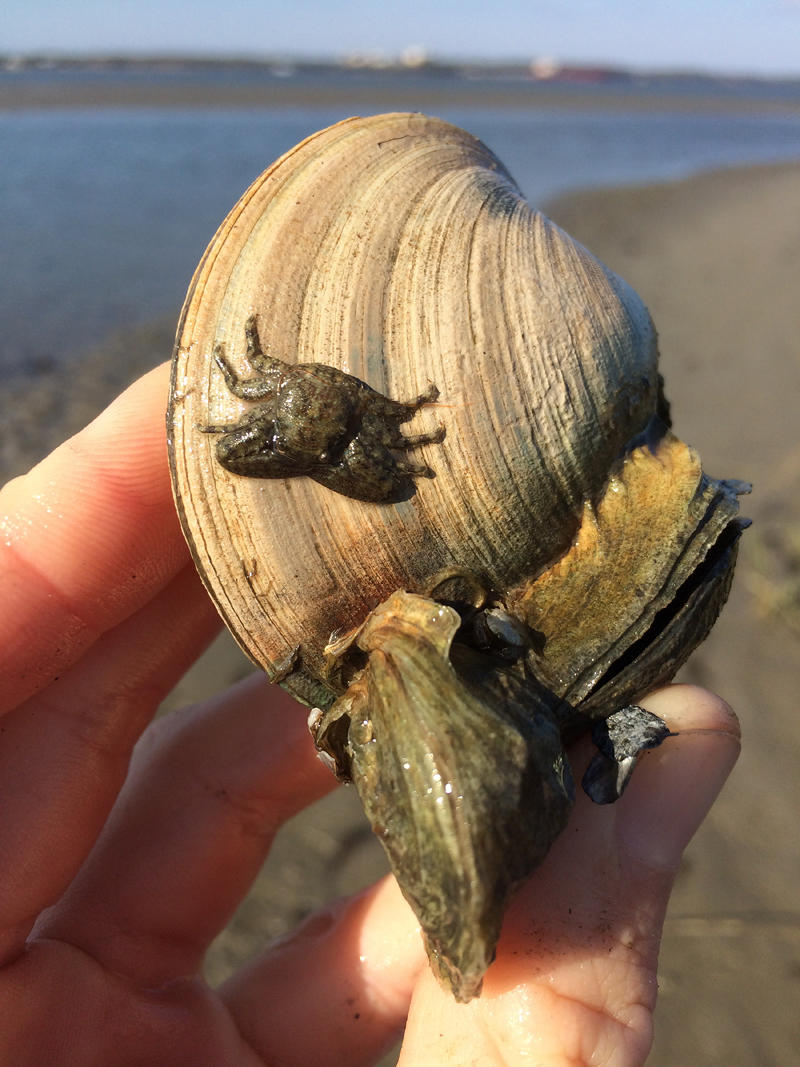 Research: Fear of blue crabs grows stronger oysters - The Current