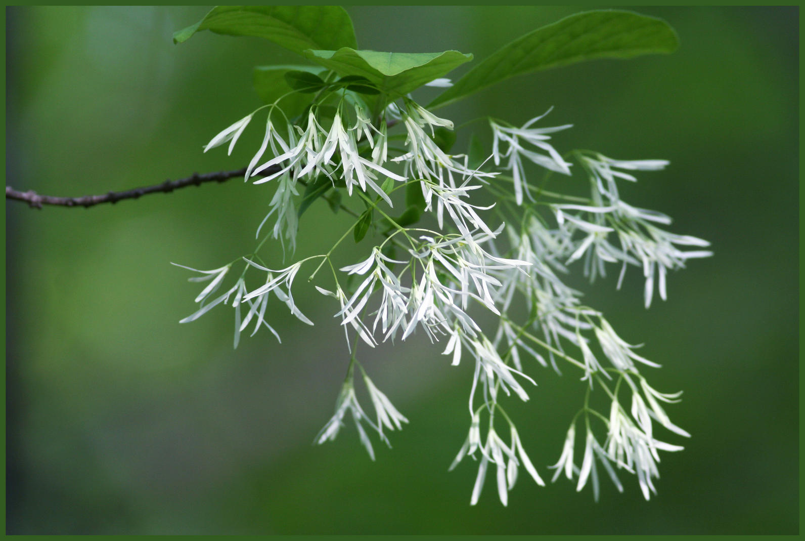 Plant Fringe Tree for Three Season Appeal   Audubon North Carolina