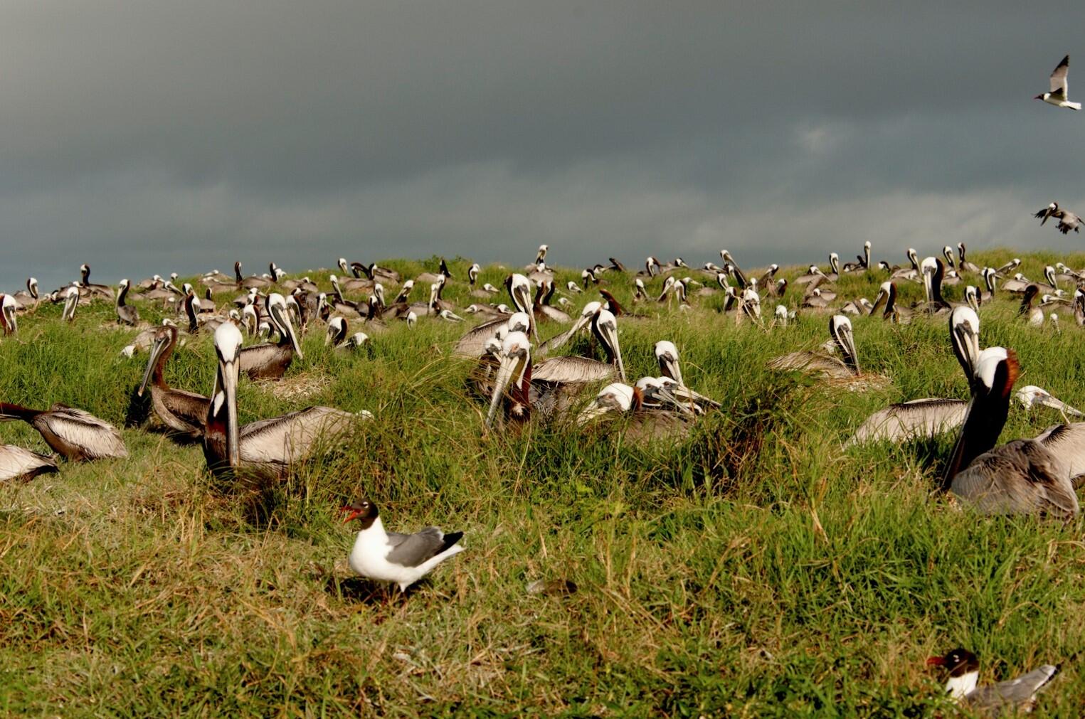 Brown Pelicans and Laughing Gull.