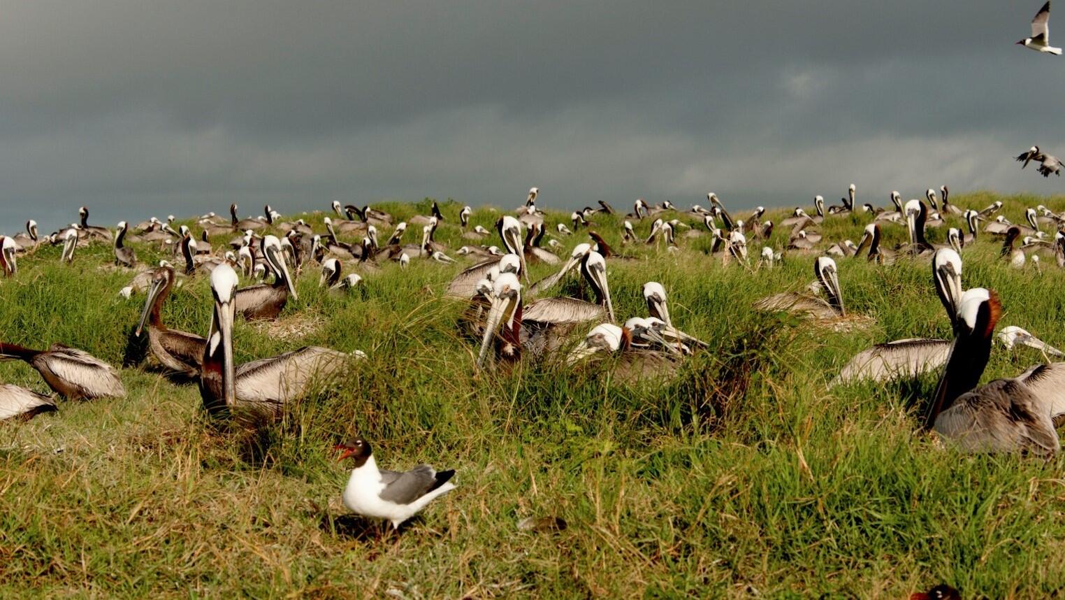 Brown Pelicans.