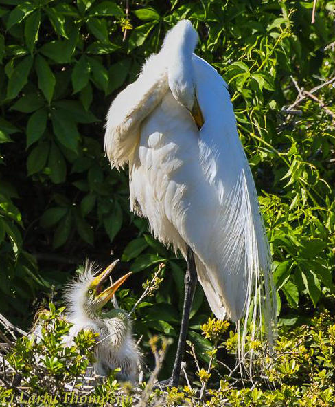 Great Egret With young on nest Louisiana Distinguished