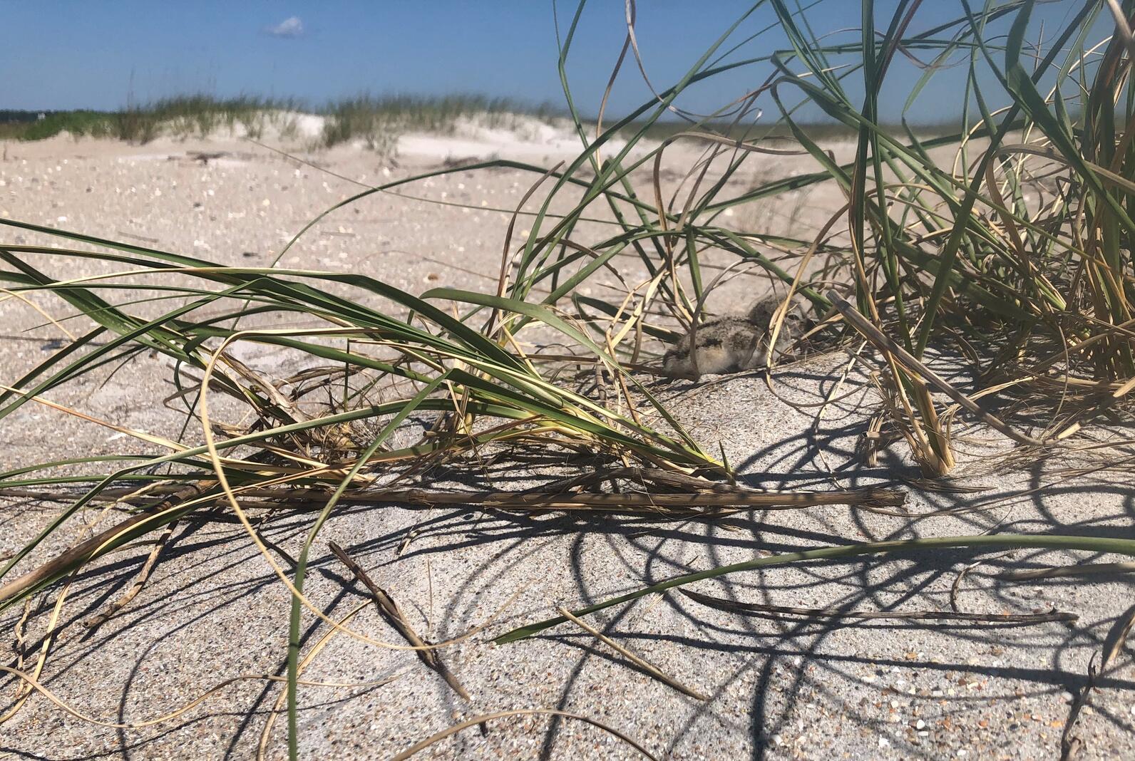 American Oystercatcher chick. American Oystercatcher chick.