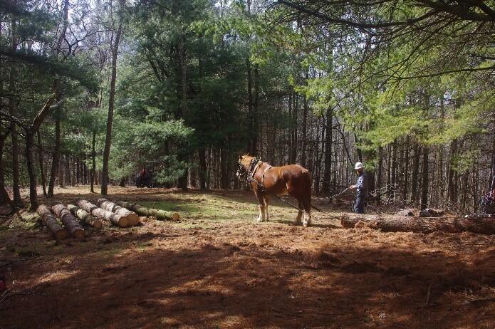 Horse and Ian ready to work