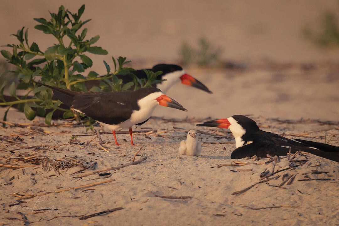 Black Skimmer parents and chick on Wrightsville Beach. Photo: Dana Daybell Black Skimmer parents and chick on Wrightsville Beach. Photo: Dana Daybell