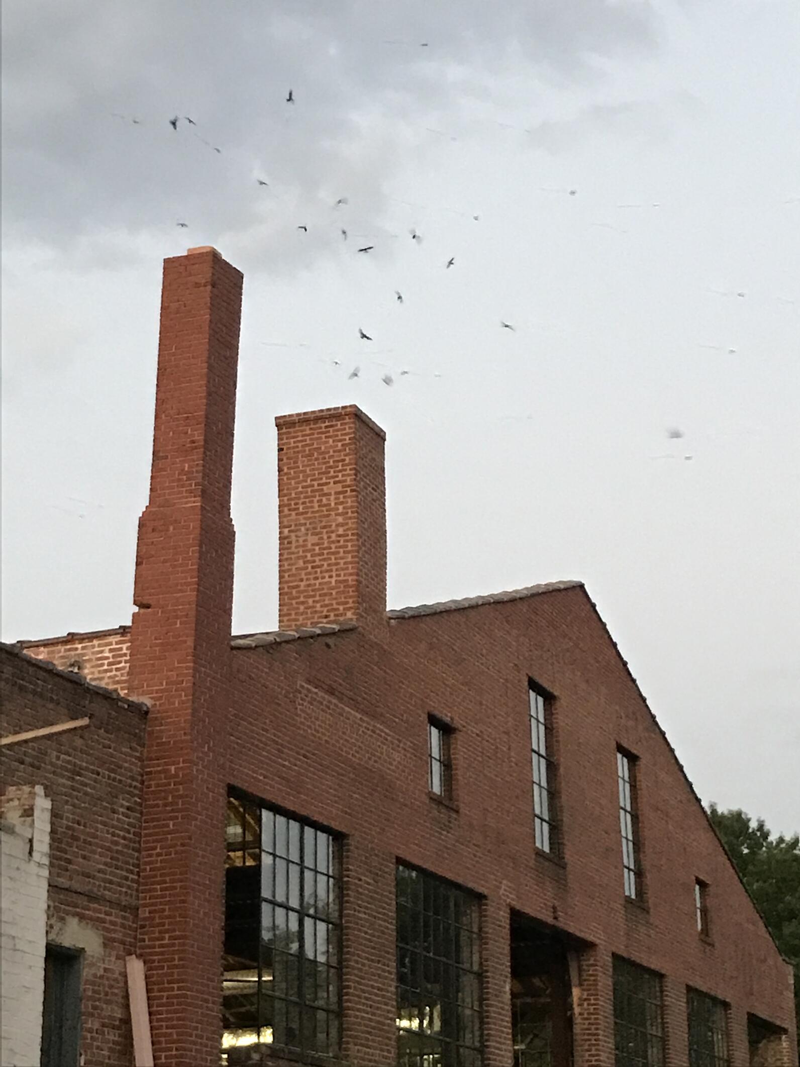 Chimney Swifts flying into the Transfer company food hall chimney