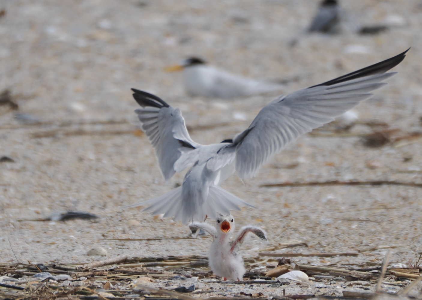Least Tern adult and chick on Wrightsville Beach. Photo: Hannah White/Bird Steward Least Tern adult and chick on Wrightsville Beach. Photo: Hannah White/Bird Steward