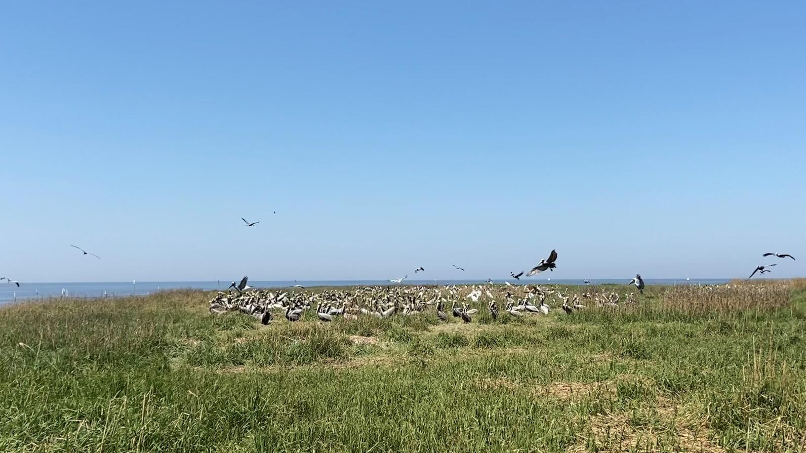 Brown Pelicans of Beacon Island.