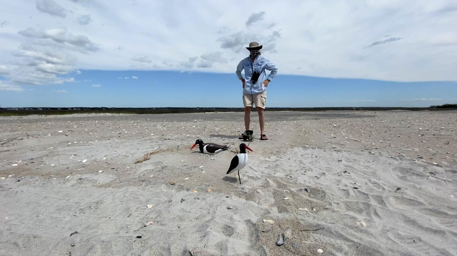 The stage is set to catch an oystercatcher.