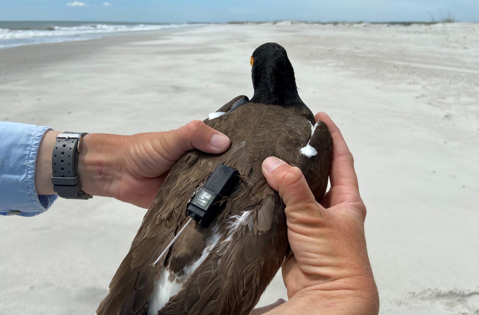 American Oystercatcher with data logger. American Oystercatcher with data logger.