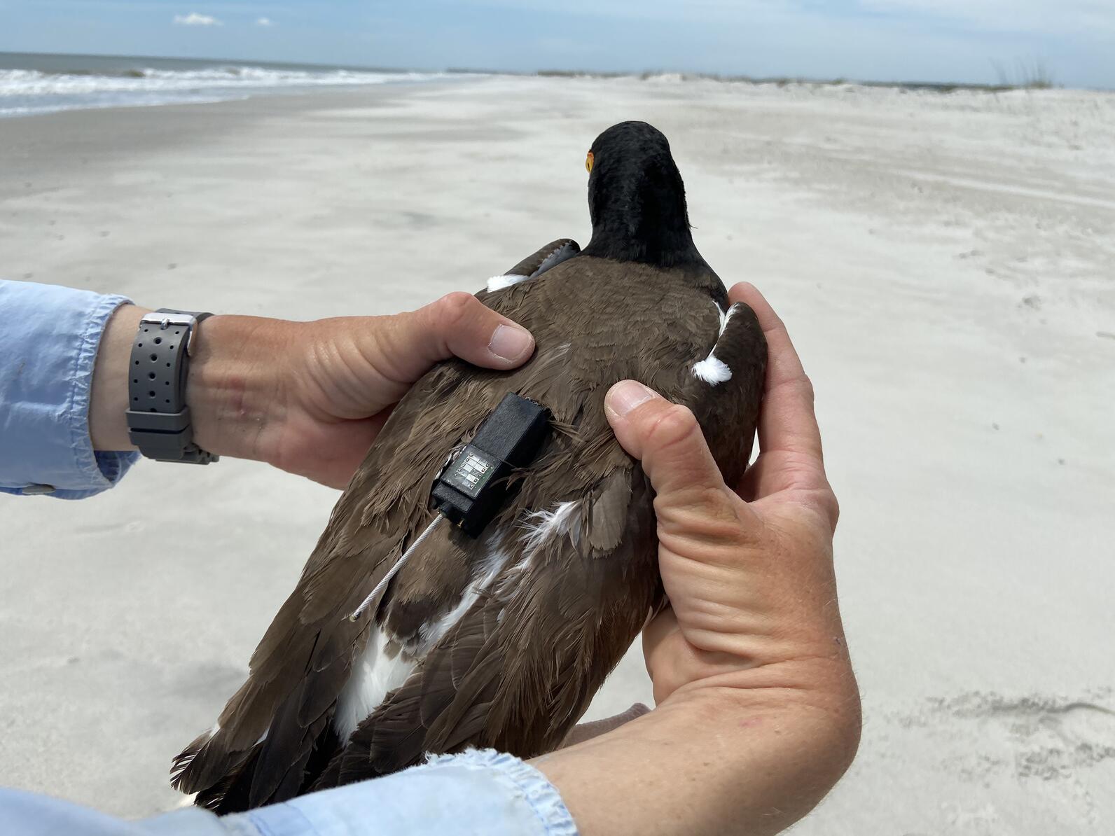 Lindsay holding a tagged American Oystercatcher adult