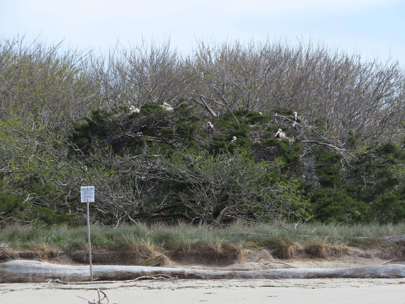 Pelicans began nesting earlier this month.