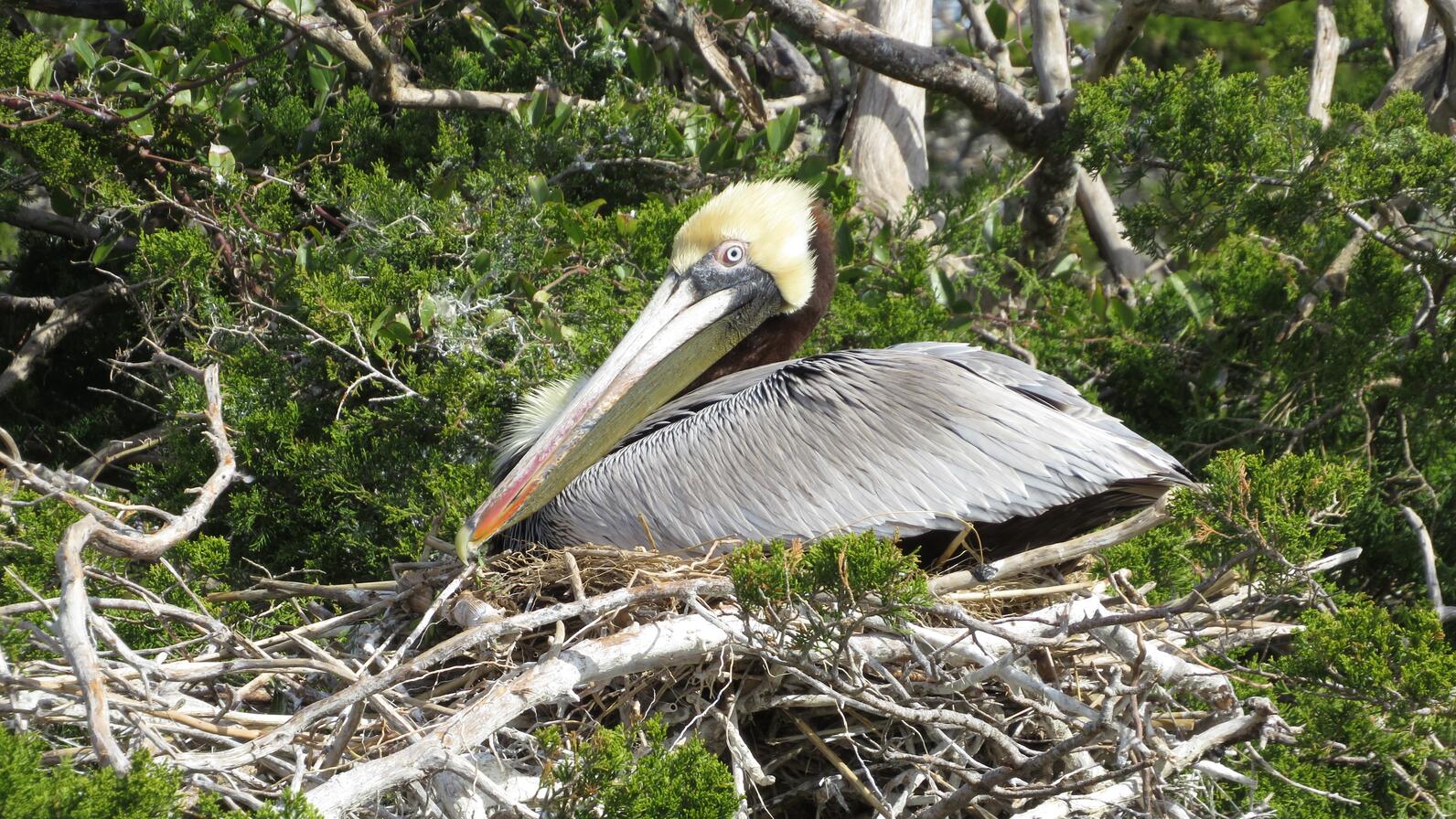 Coastal Birds are Back and Already Getting Busy | Audubon North Carolina