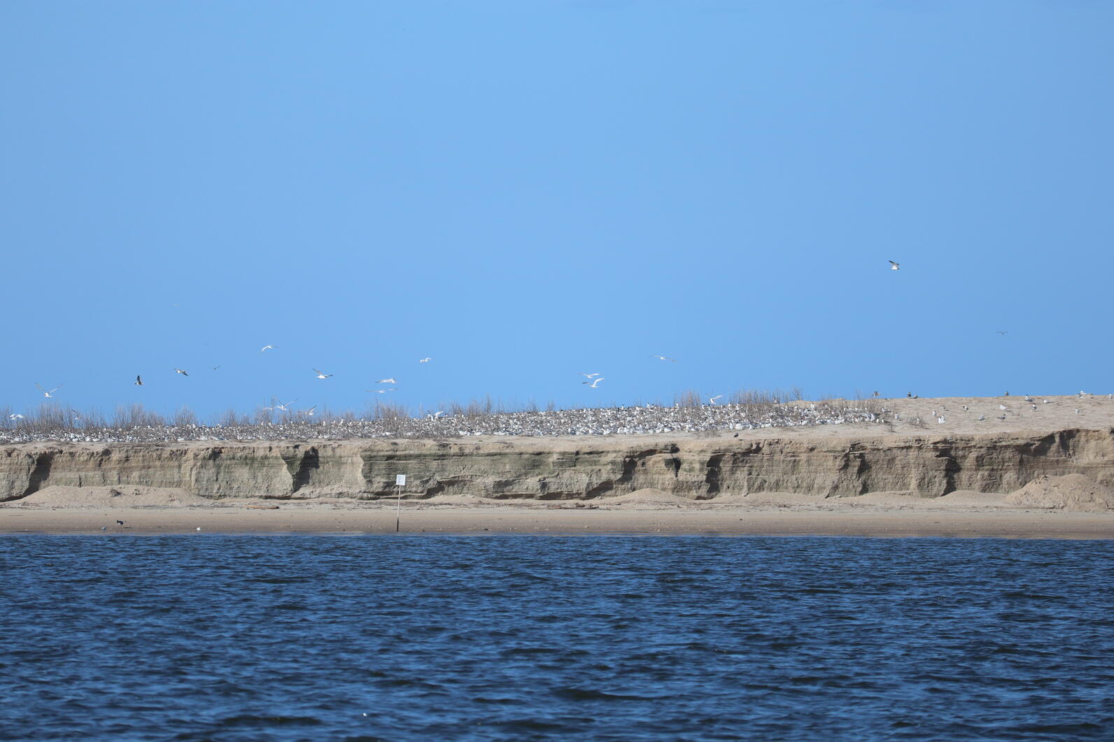 Royal and Sandwich tern colony as seen from the water. You can also see a sign keeping unwanted visitors from the island