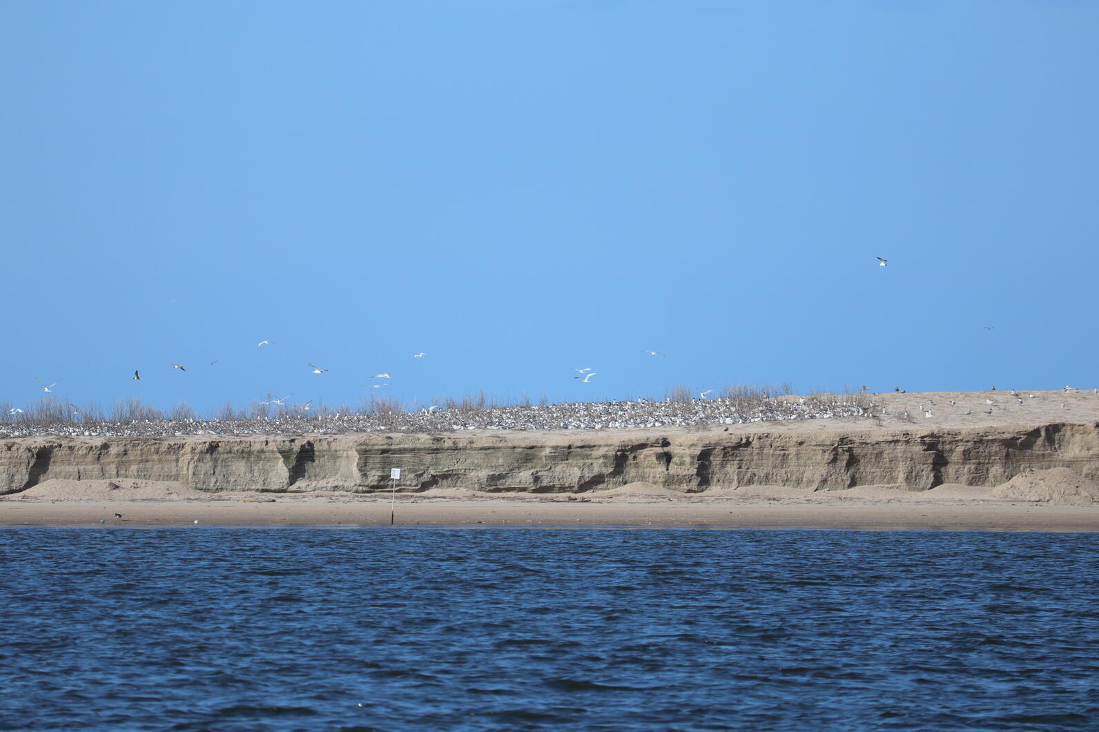 Tern colony on south pelican island from the water