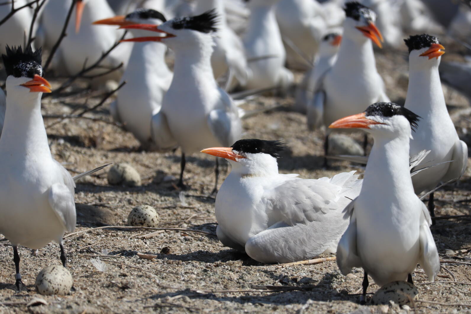 Royal Terns sitting on their nests with a few large eggs visible 