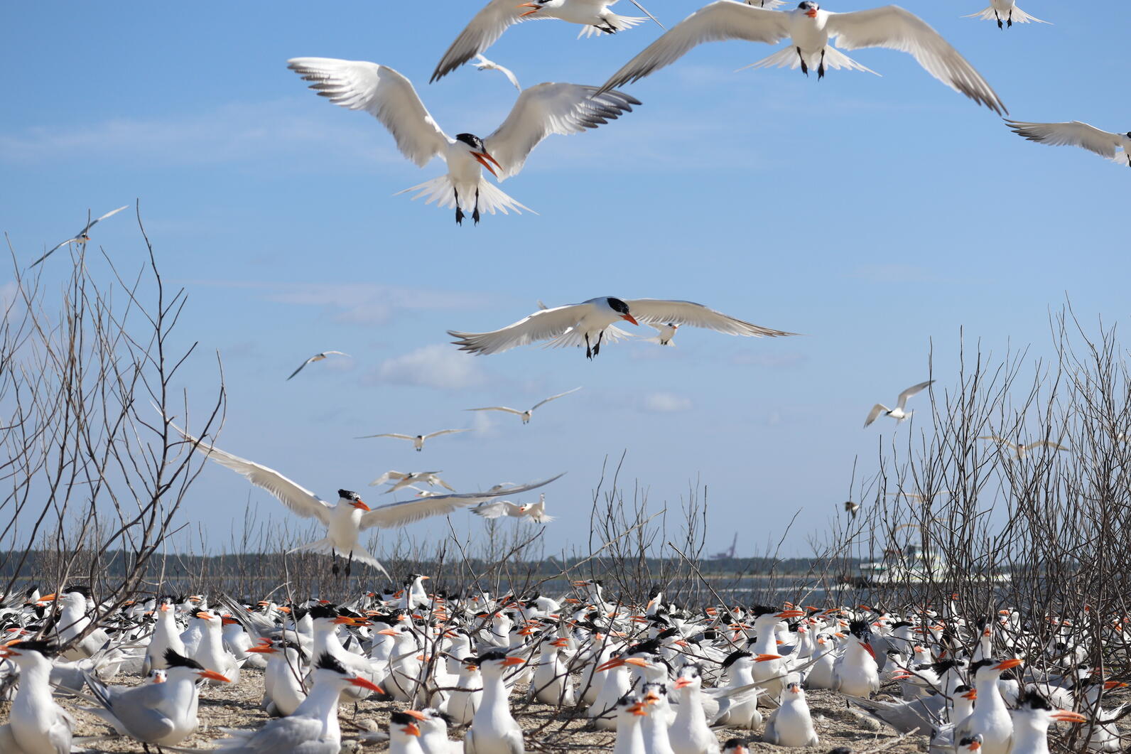 Royal terns flying above nests