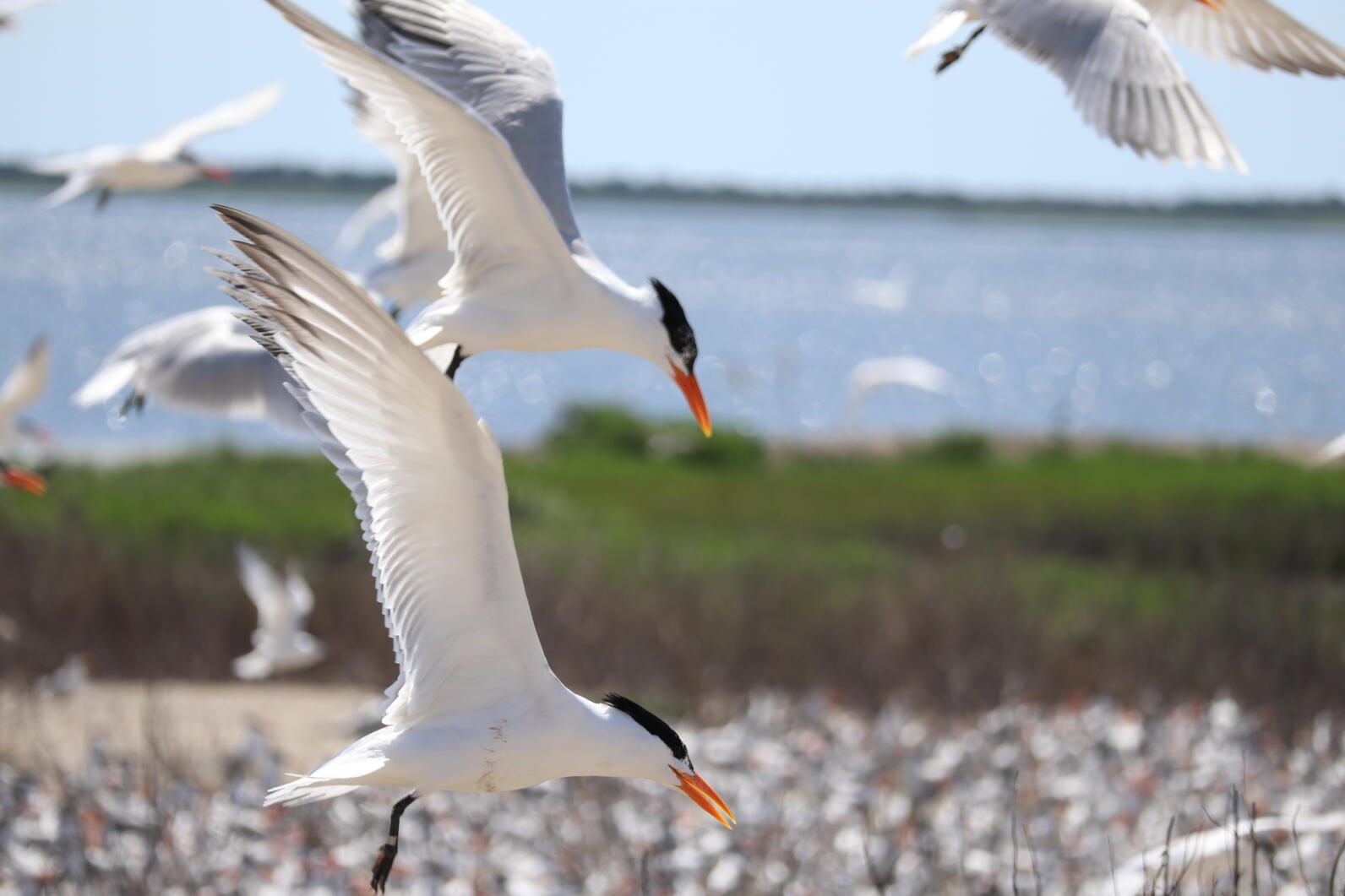 Royal Terns flying over the colony