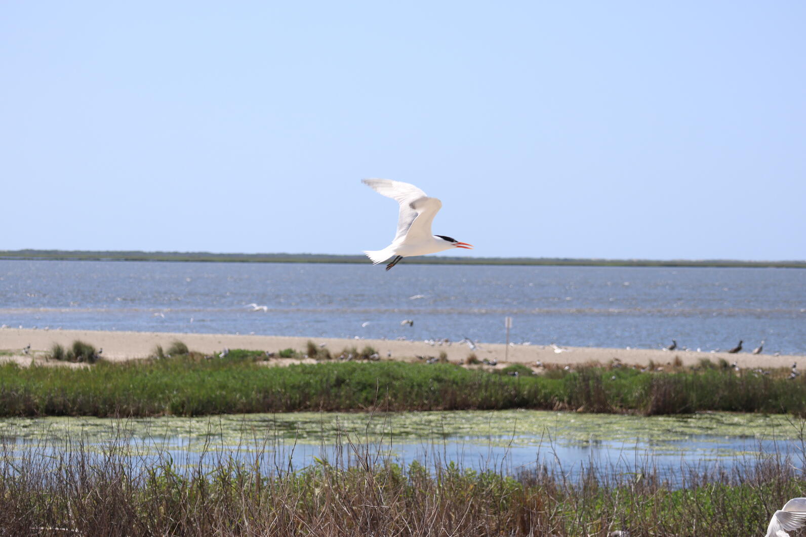 Royal tern flying across the marshy side of south pelican island