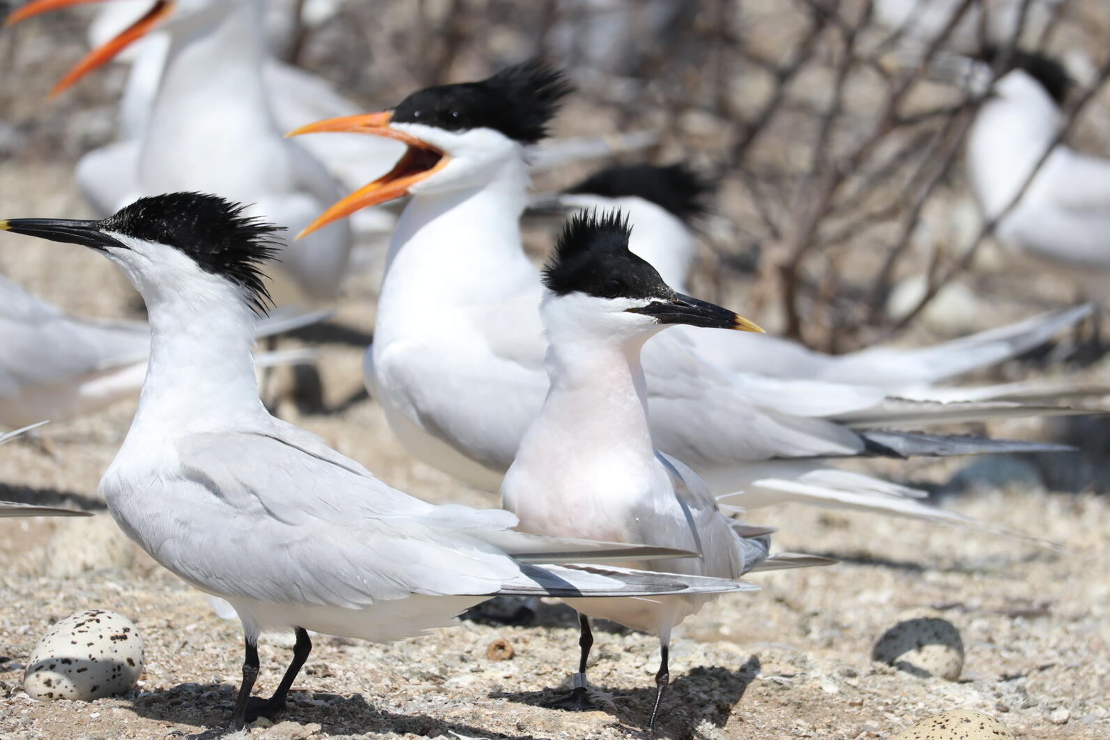 Sandwich Terns near their nests on south pelican island Sandwich Terns near their nests on south pelican island