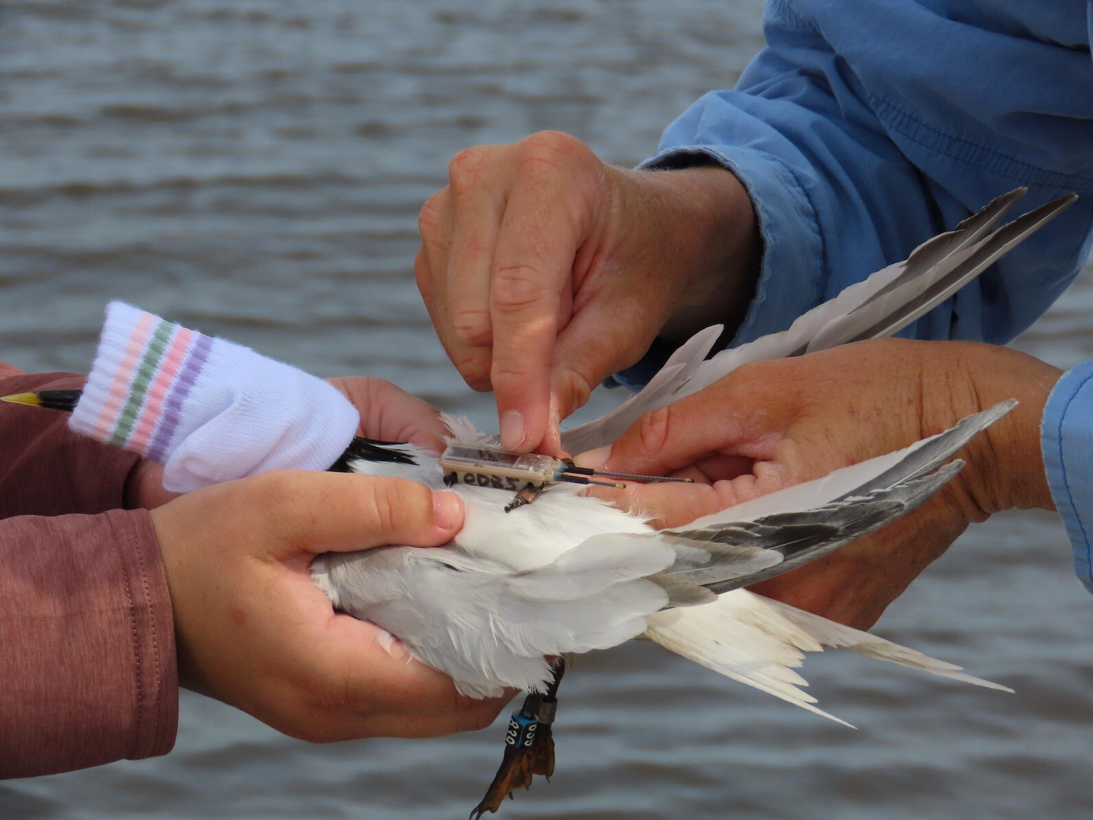 Sandwich Tern being fitted with a GPS transmitter. Photo: Lena Gallitano Sandwich Tern being fitted with a GPS transmitter. Photo: Lena Gallitano