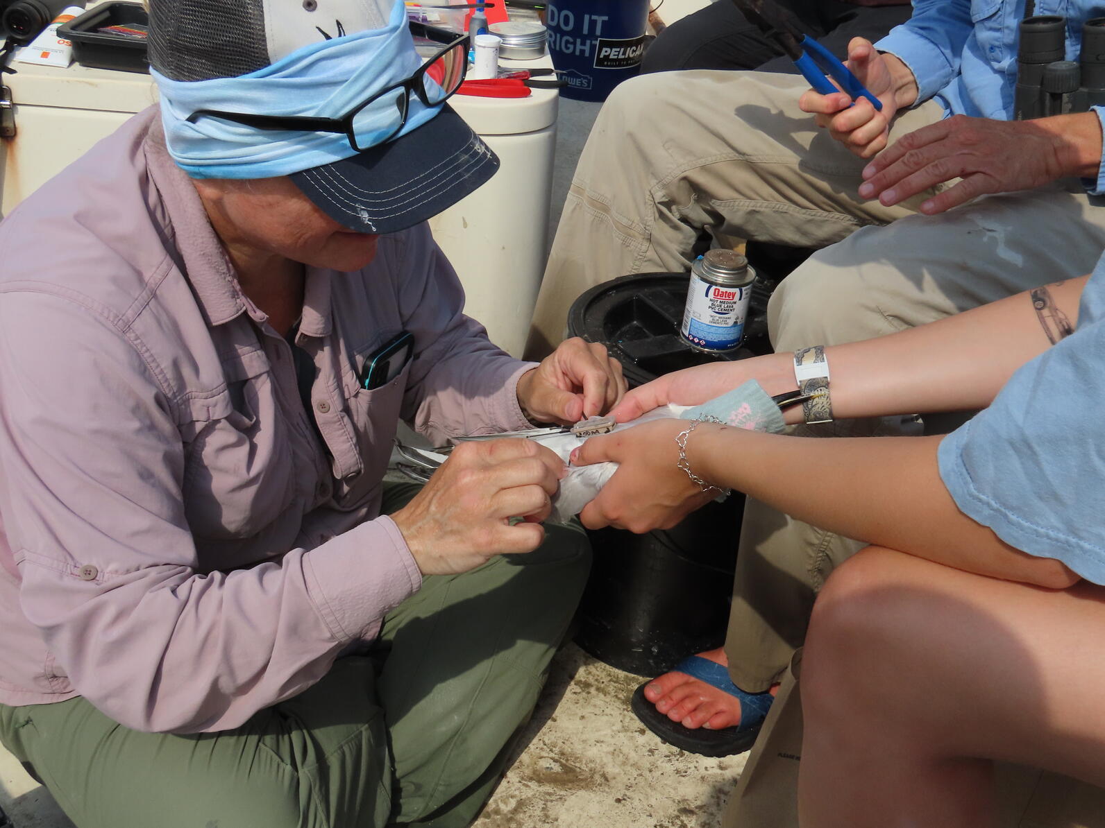 Tern being fitted for a GPS tracker by Dr. Goodenough. Photo: Lena Gallitano Tern being fitted for a GPS tracker by Dr. Goodenough. Photo: Lena Gallitano