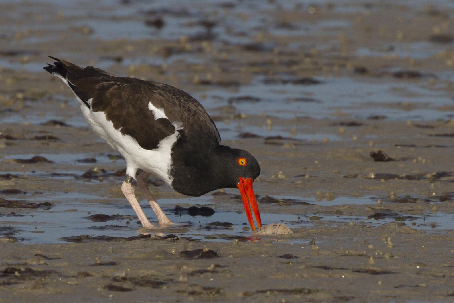 American Oystercatcher.