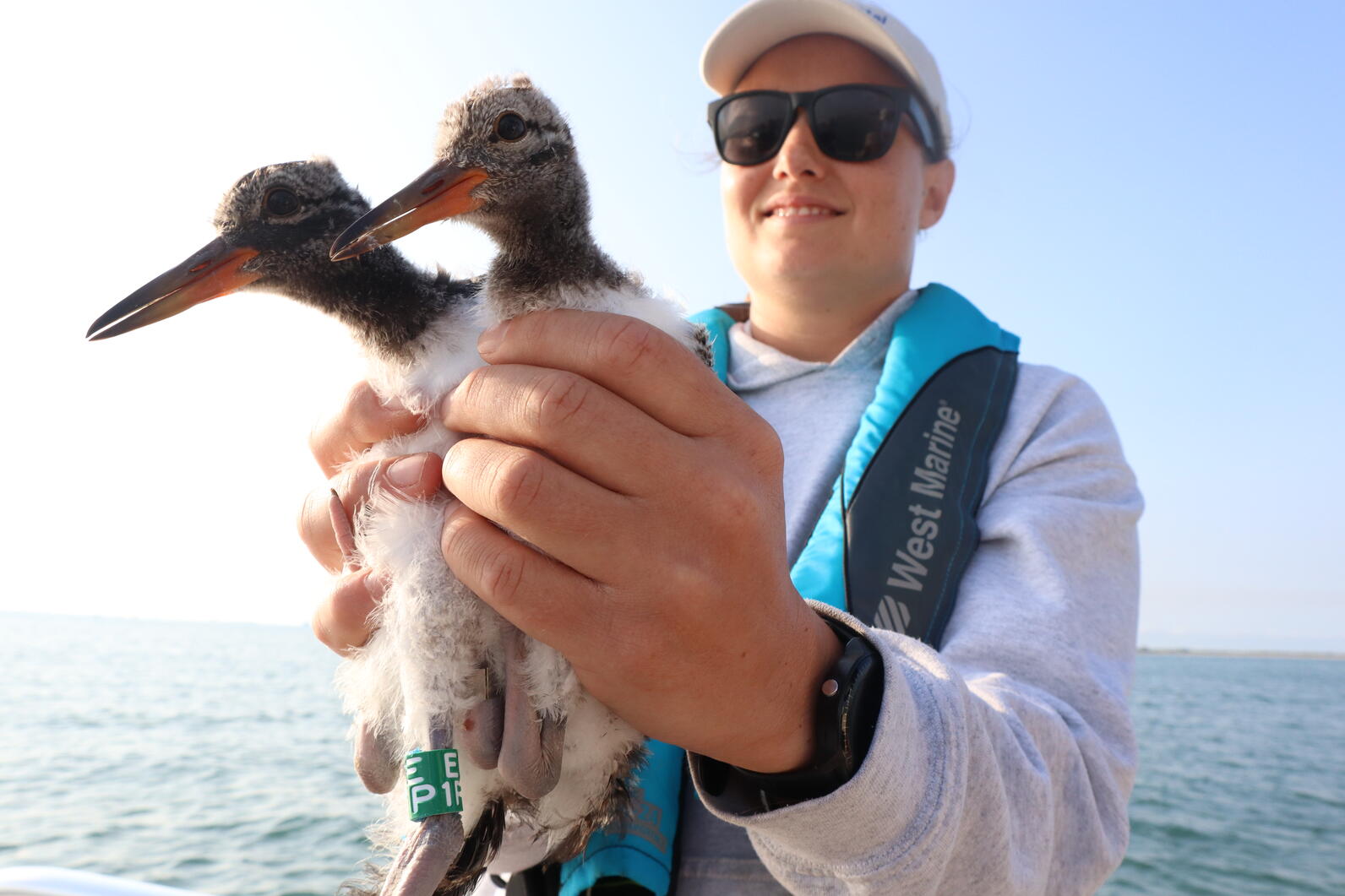 Volunteer holding two American Oystercatcher chicks during banding
