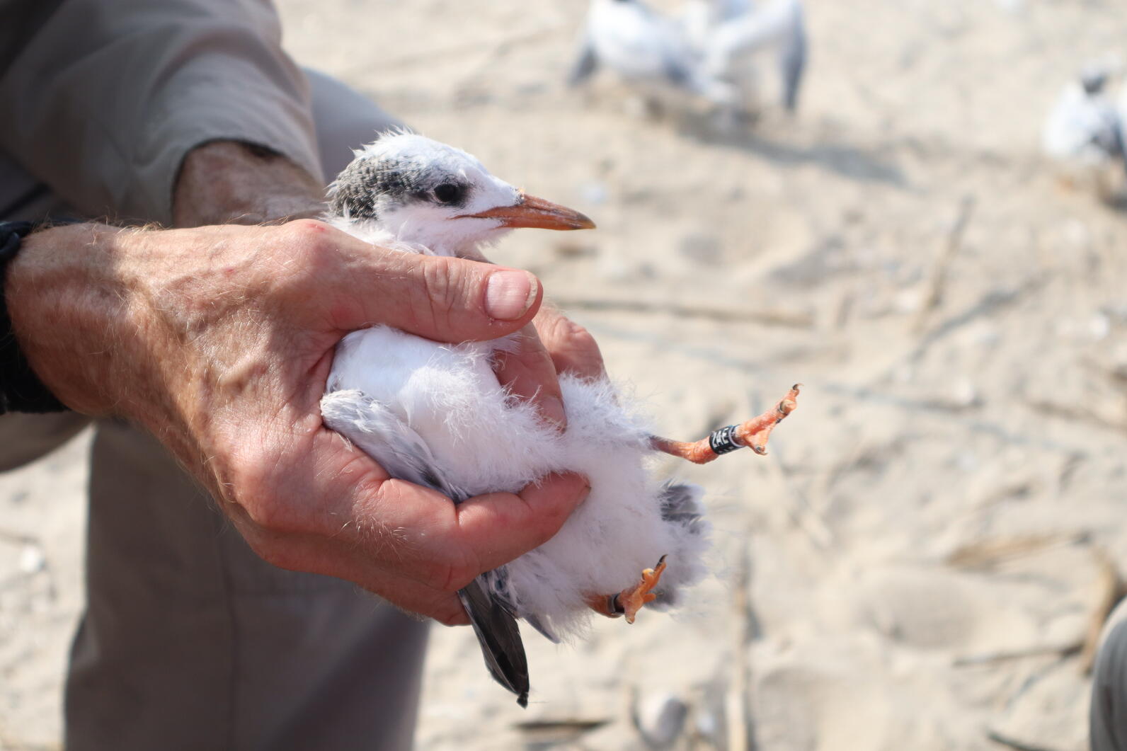 Volunteer holding a Sandwich Tern with a field readable band