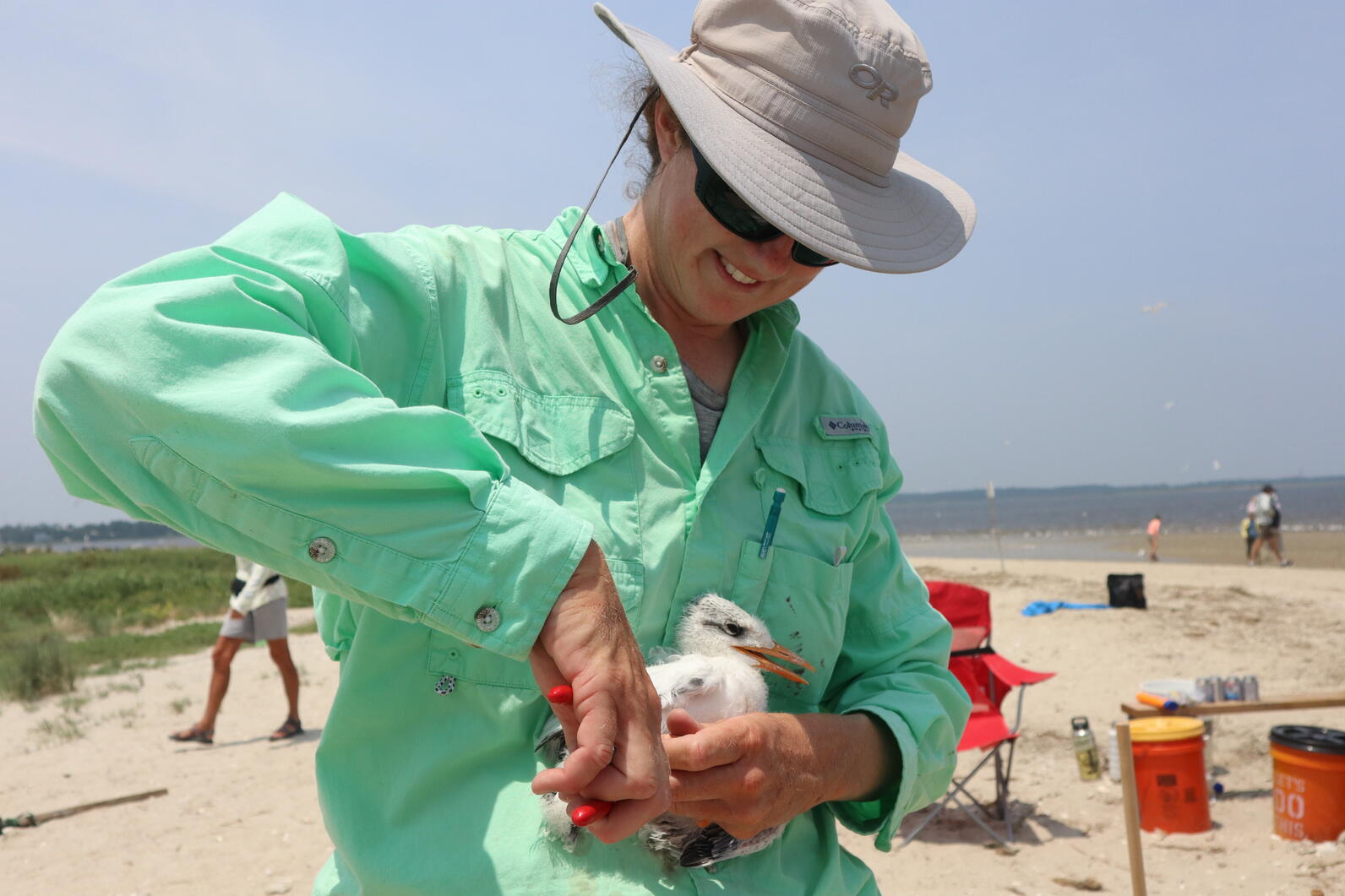 Lindsay banding a royal tern