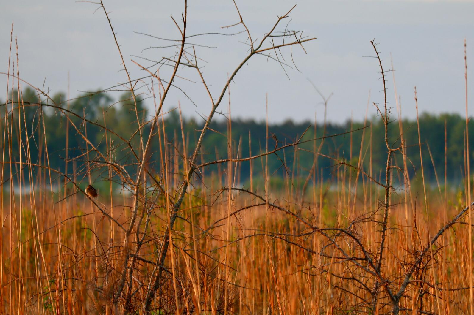 Henslow's Sparrow perched on a piece of brush in the open grassland. Photo: Brittany Salmons/Audubon