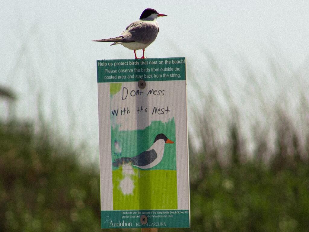 Common Tern standing on a student-designed sign