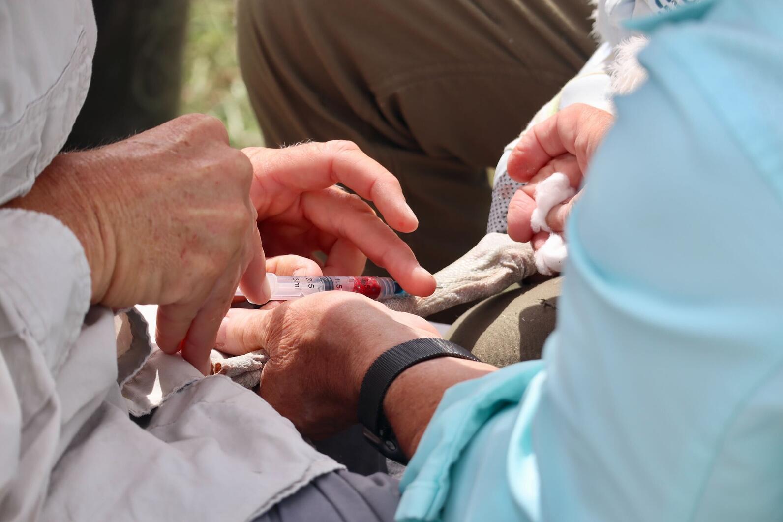 Our coastal team taking a blood sample from a Brown Pelican chick on Battery Island. Photo: Brittany Salmons/Audubon