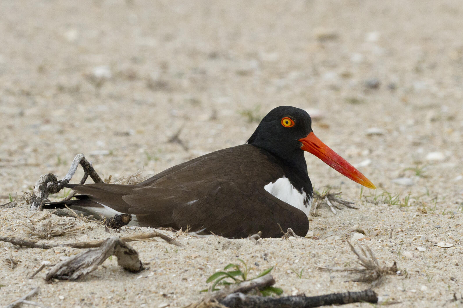 American Oystercatcher sitting on nest