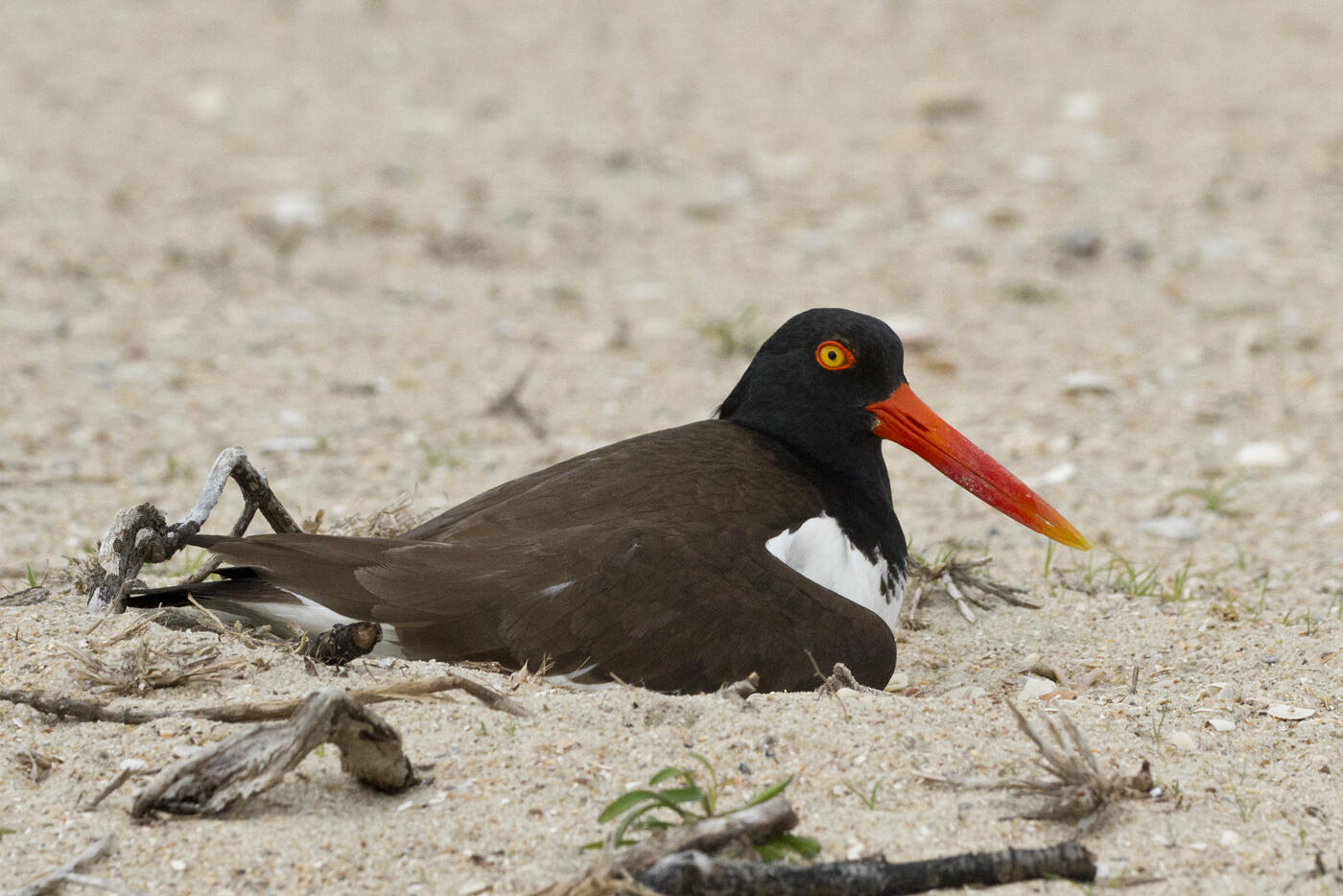 American Oystercatcher sitting on its nest. Photo: Lindsay Addison/Audubon American Oystercatcher sitting on its nest. Photo: Lindsay Addison/Audubon