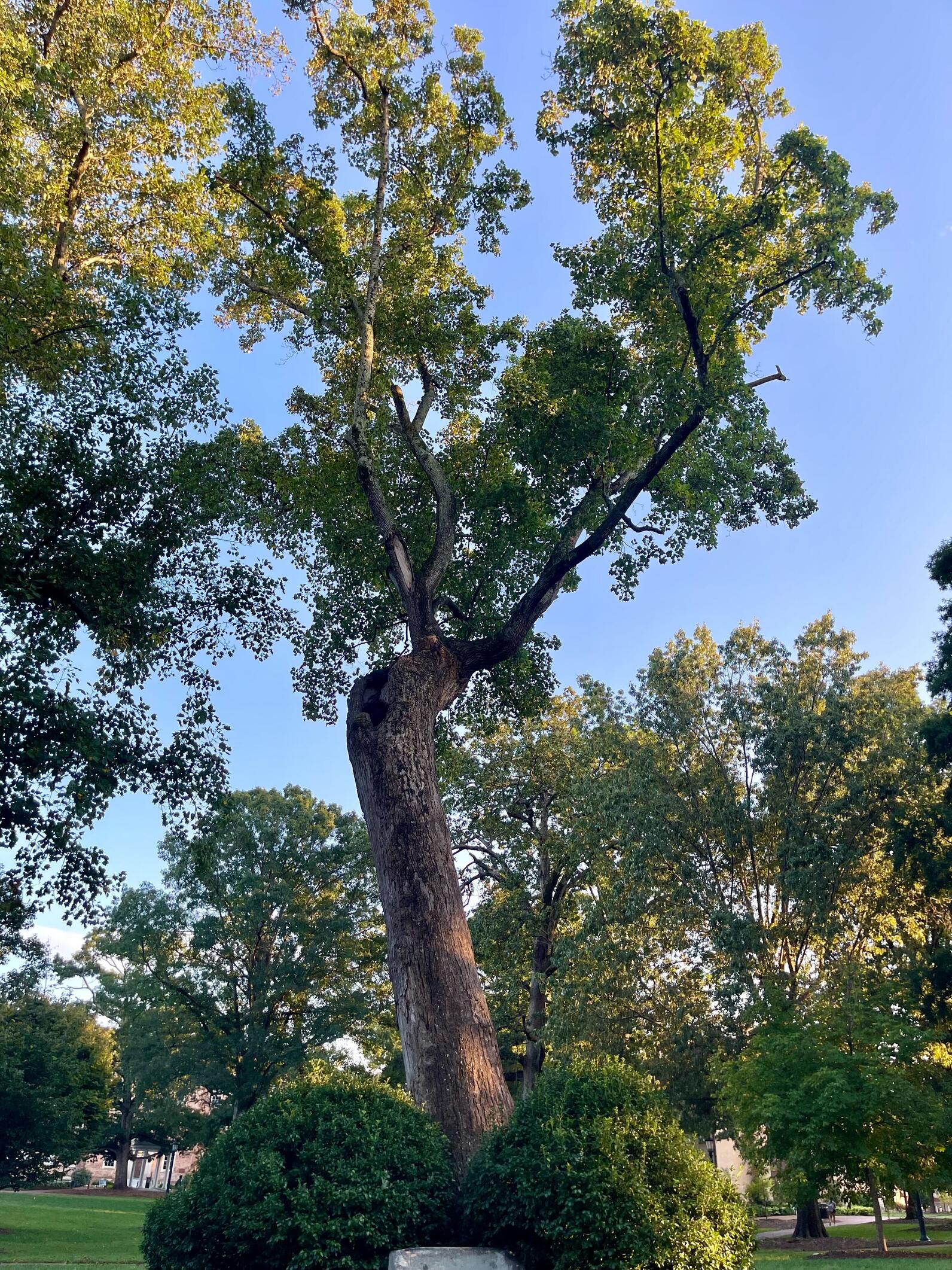 Davie Poplar tree on UNC's campus. Photo: Brittany Salmons/Audubon