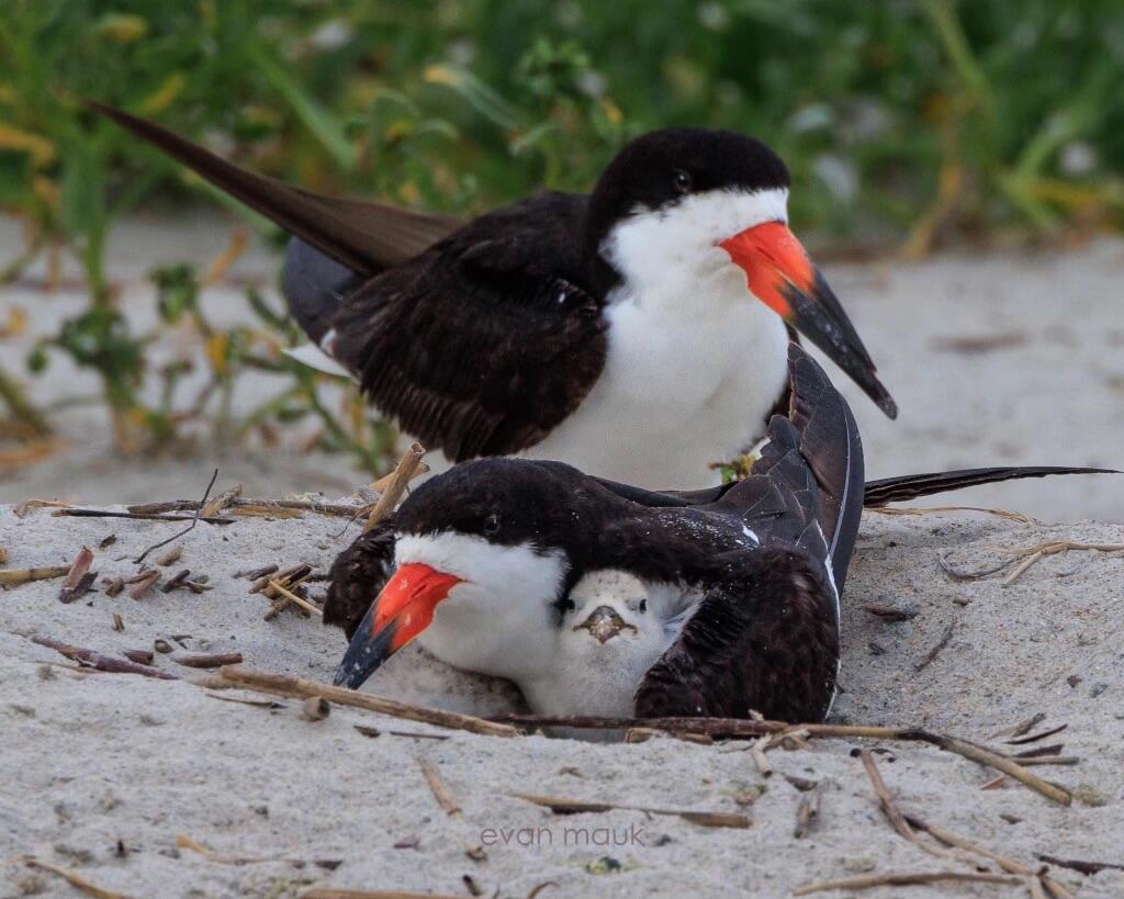 Black Skimmer with chick under its wing