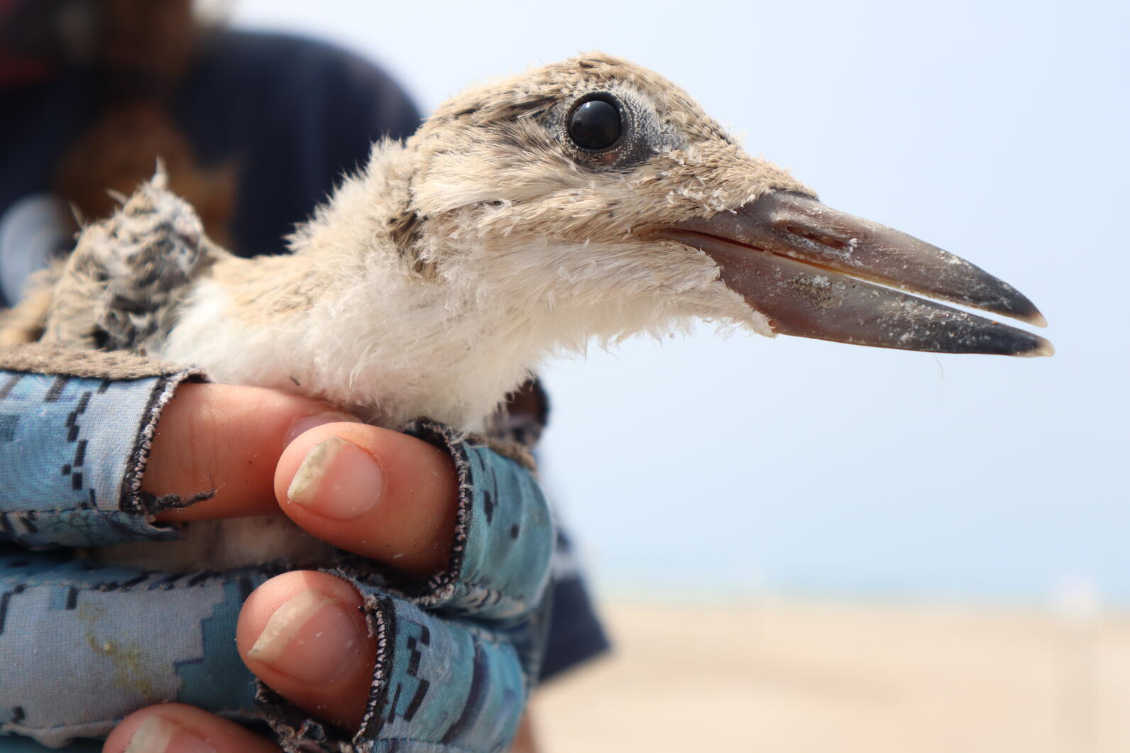 Black Skimmer chick being held by a volunteer