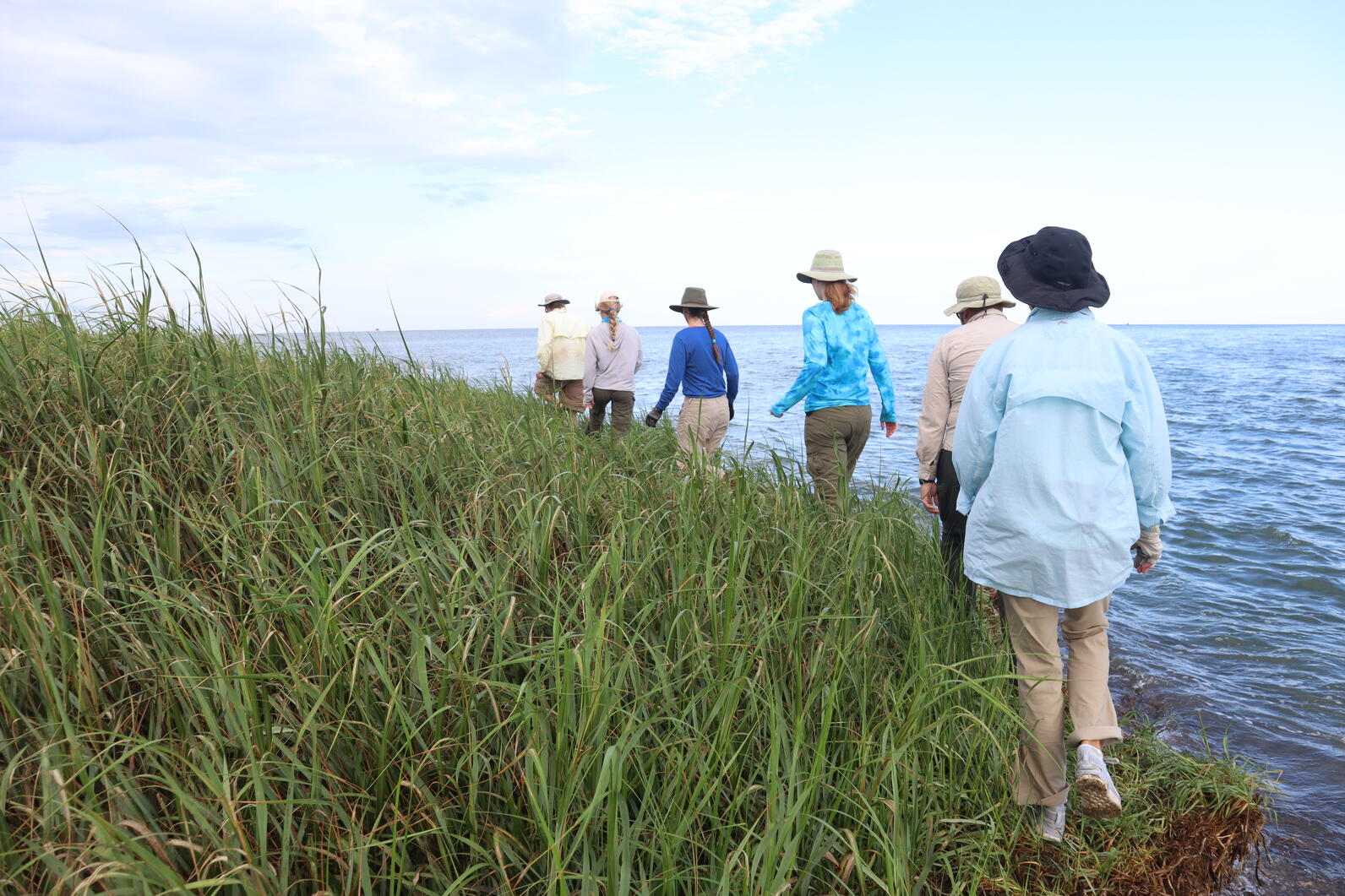 Volunteers walking through the marsh and mud on Beacon Island